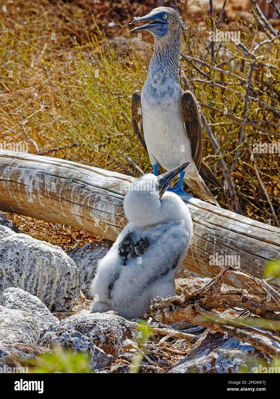 Bluefooted Boobies, mother, fluffy chick, wildlife, nature, Sula