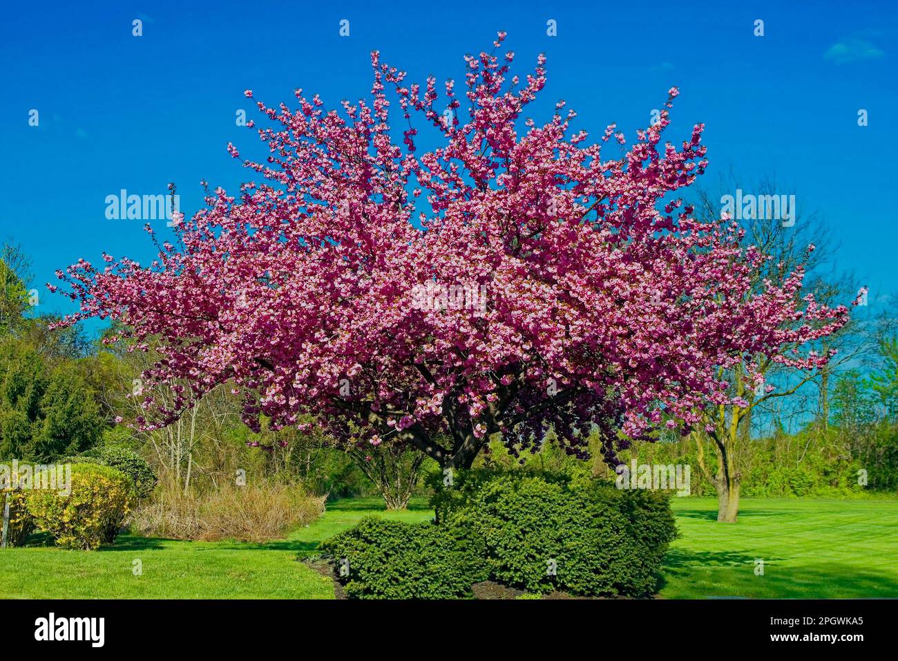 spring flowering tree; dense pink blossoms; green shrubs, grass, garden