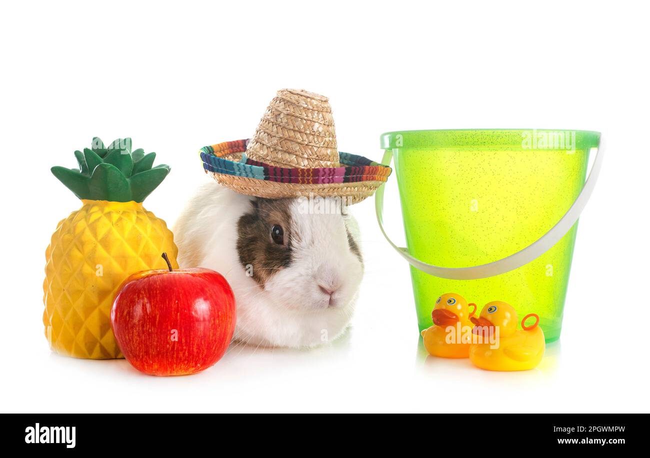 rex rabbit in front of white background Stock Photo