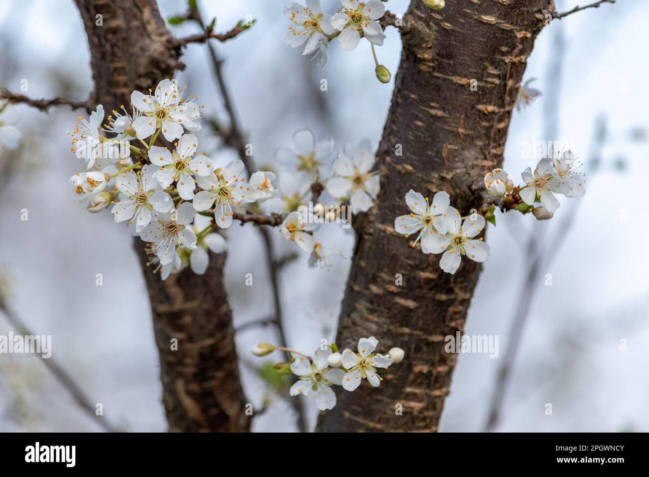 Springtime background with apple tree blossoms. Blossoming apple tree ...