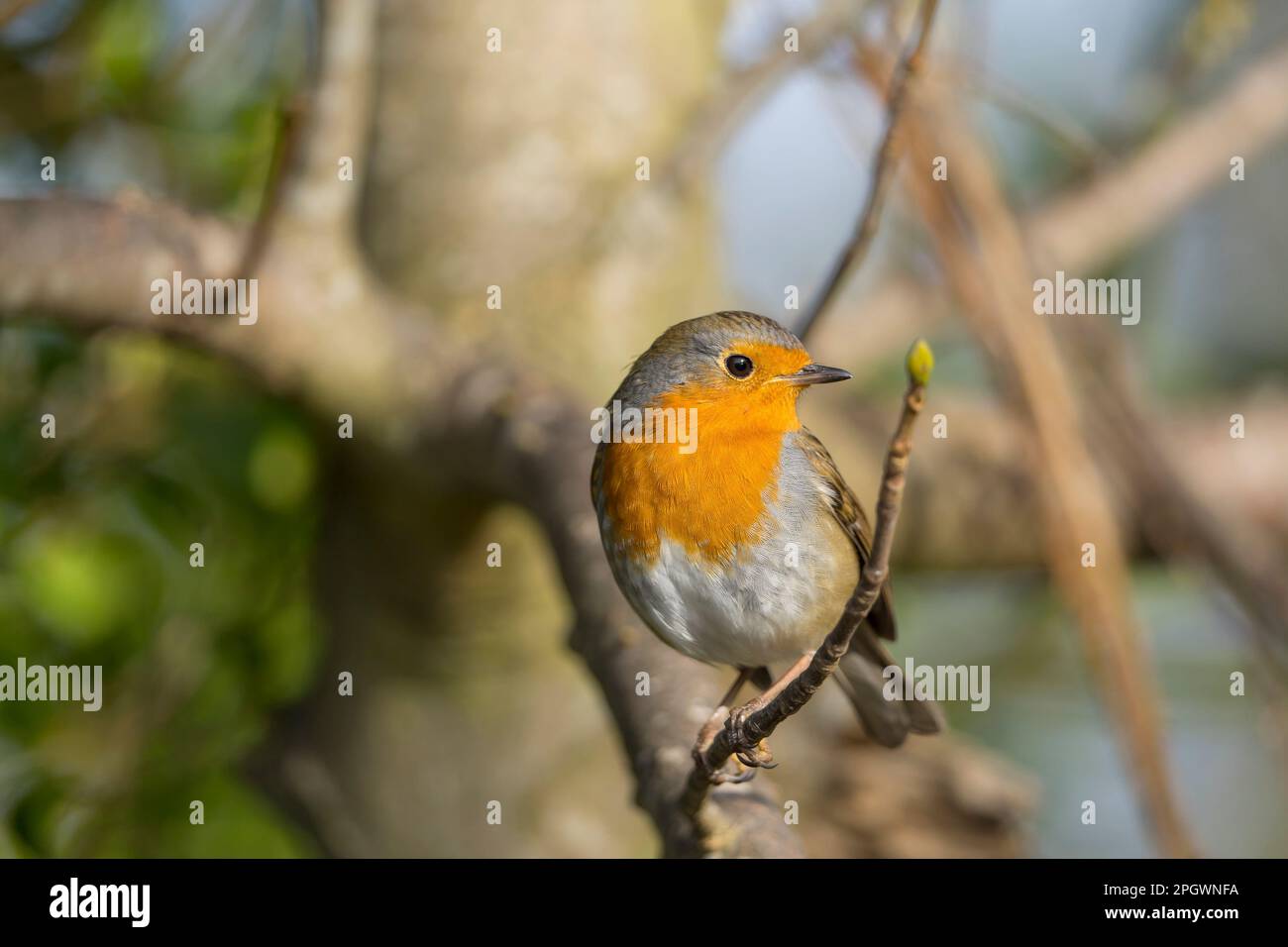 Close up of a wild UK robin redbreast bird (Erithacus rubecula