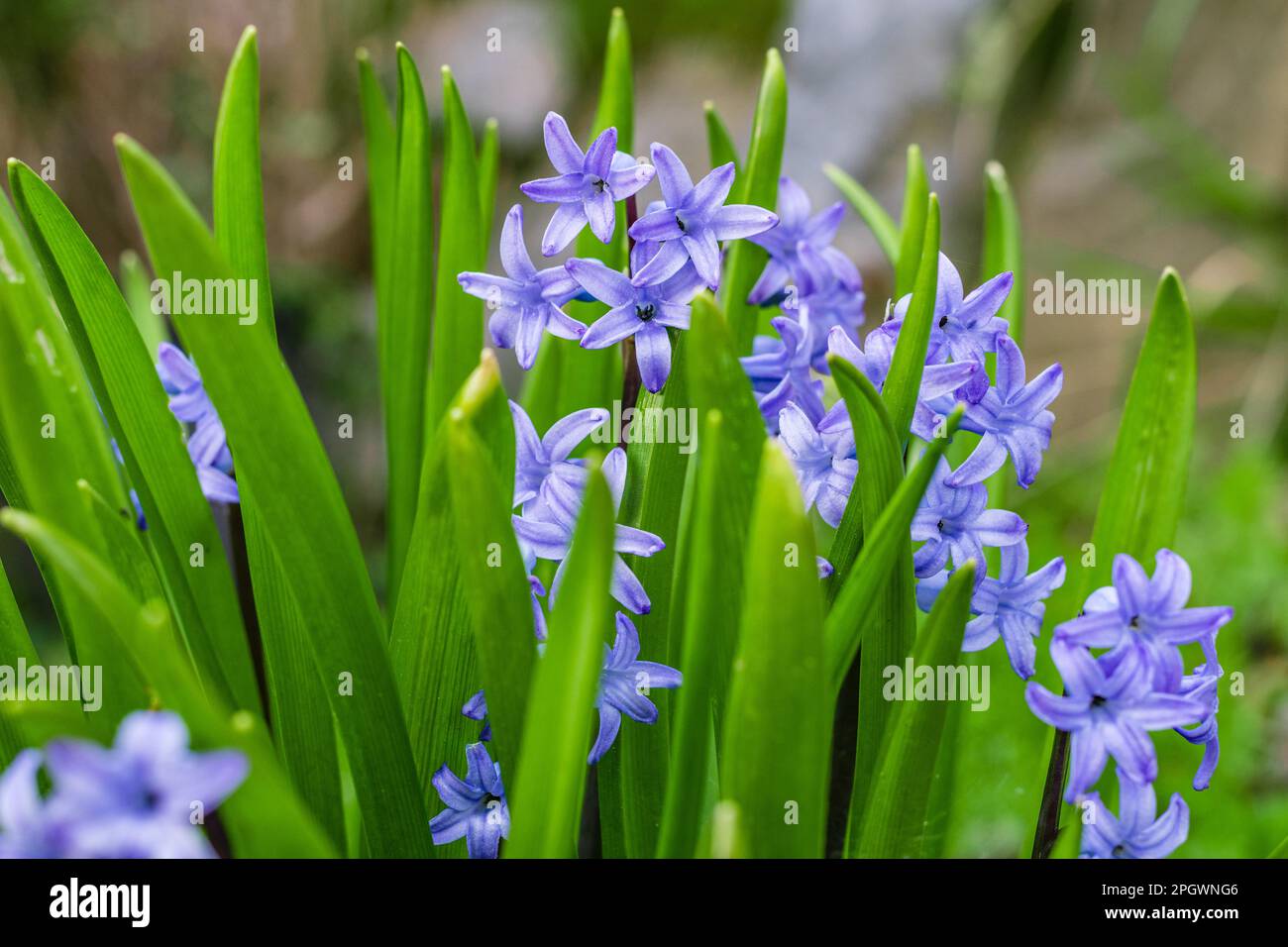 Sweet blue Hyacinths of Spring in the garden Stock Photo - Alamy