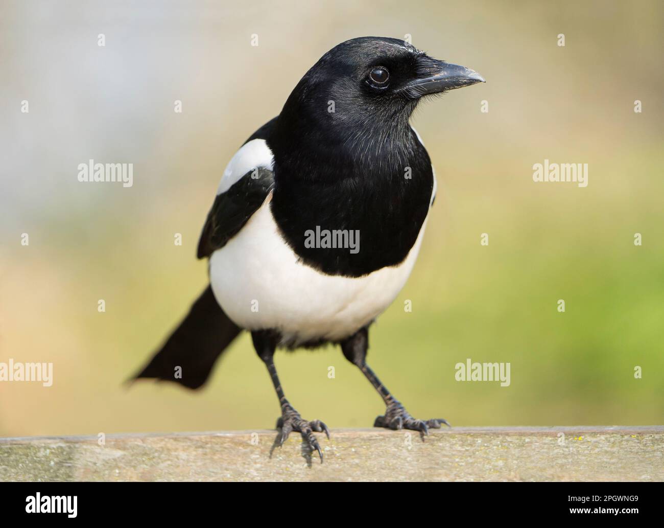 Detailed, front close up of a wild, UK magpie bird (Pica pica) standing isolated outdoors on a garden fence. British corvids in the wild. Stock Photo