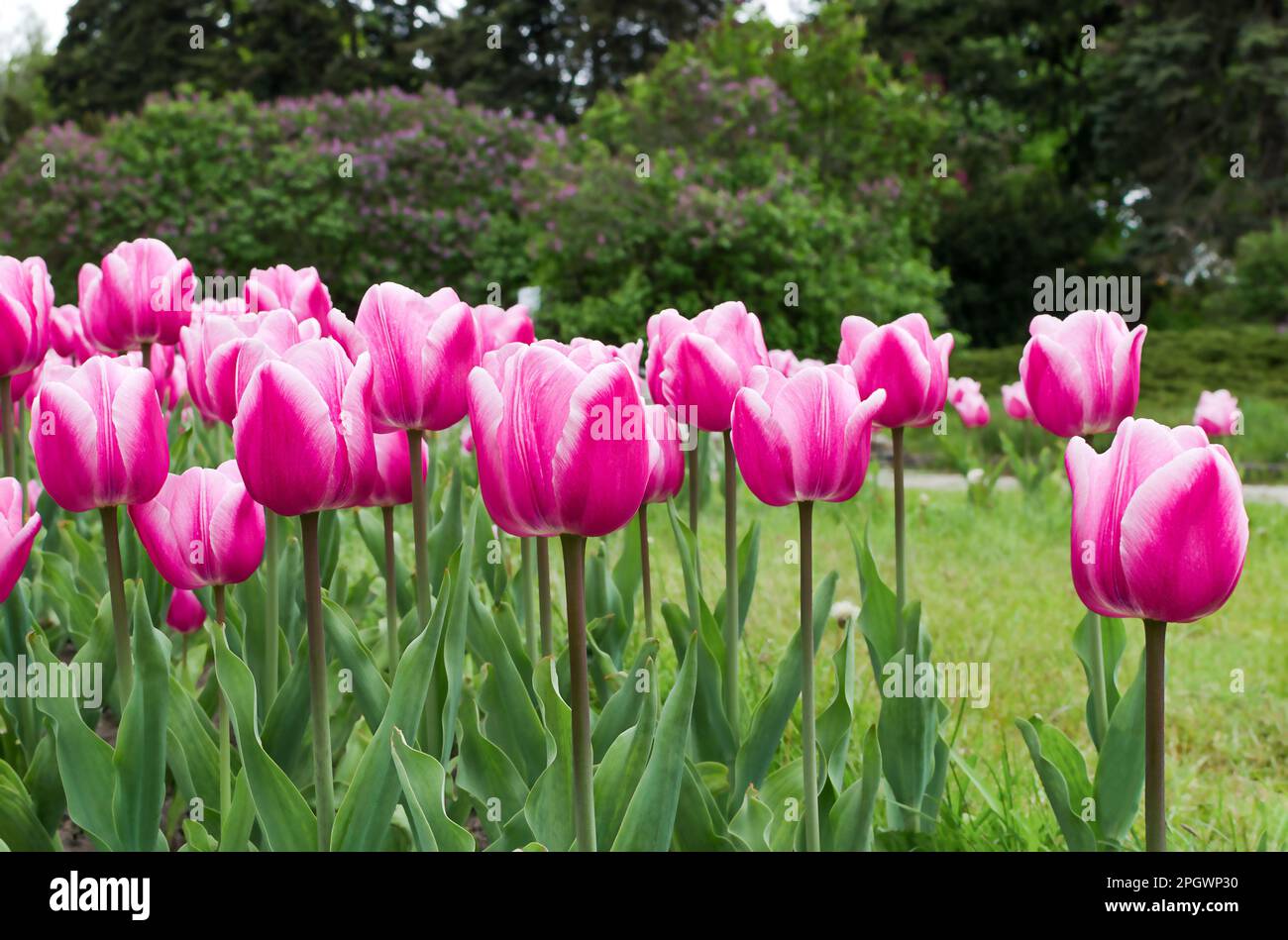 pink tulip flowers growing in the garden on a spring afternoon close-up, natural background with copy space Stock Photo