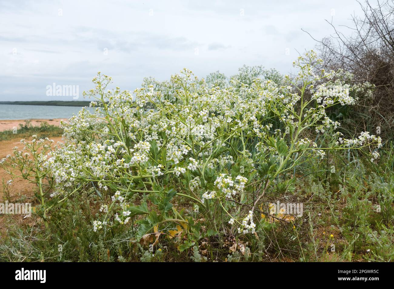 Russian sea kale (Crambe tatarica) blooms on coast of Sea of Azov