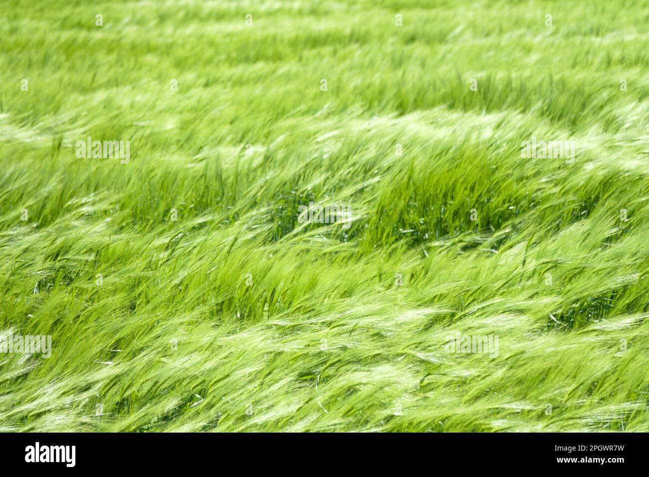 Spring field. Winter spinous wheat, soft varieties. young ears of wheat glistening in the sun and wind. Northern Black Sea Region Stock Photo