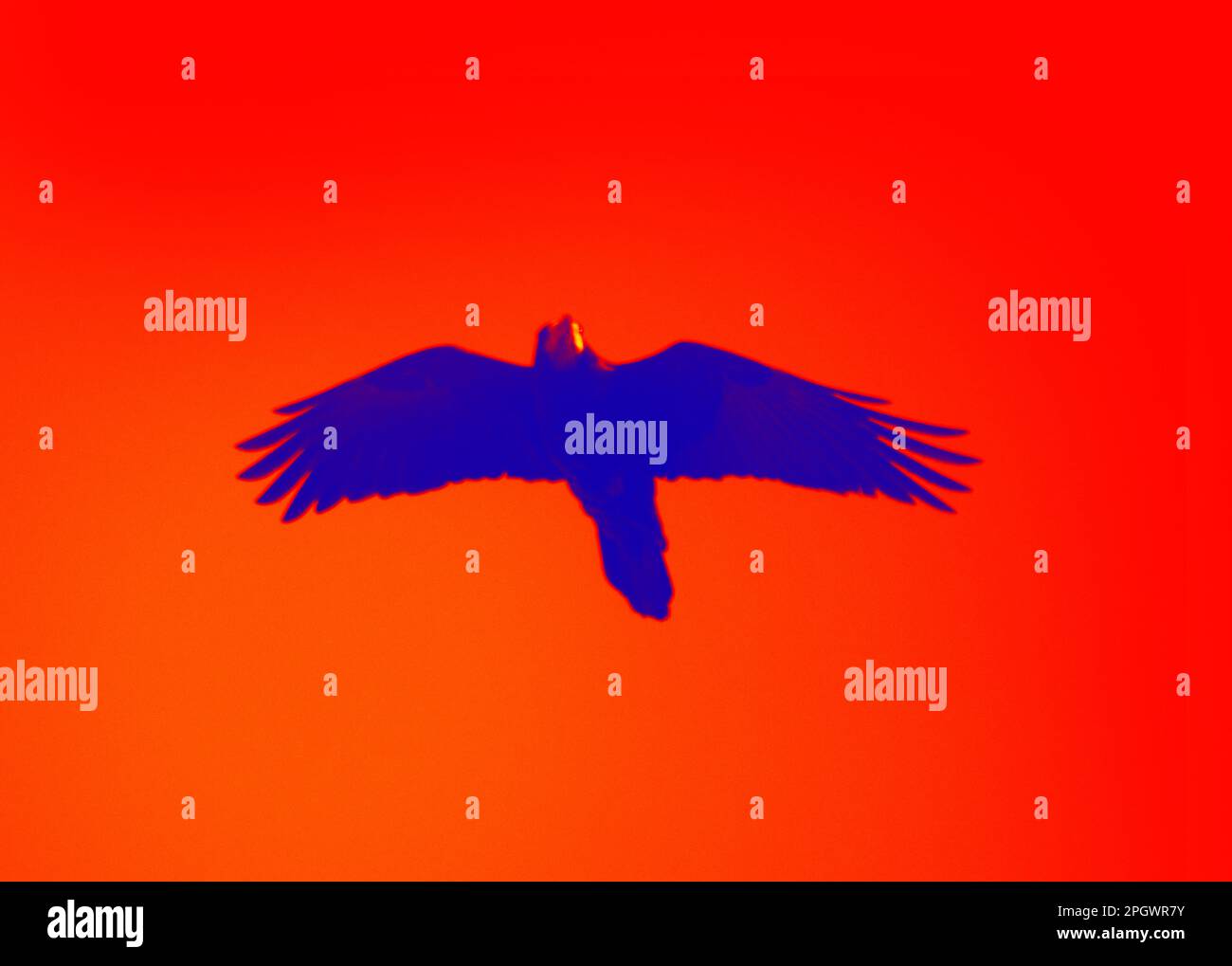 Flying crow in the sky. Illustration of thermal image Stock Photo - Alamy