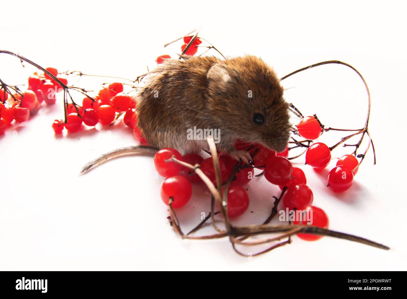 Boreal forests Gray-sided vole (Clethrionomys rufocanus) and ripe red European dogwood (Viburnum opulus) berries are the preferred food. Isolated on w Stock Photo