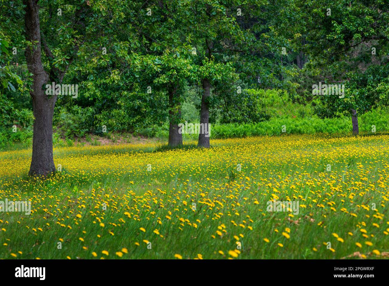 Field of yellow flowers in Mason County, Michigan, USA Stock Photo