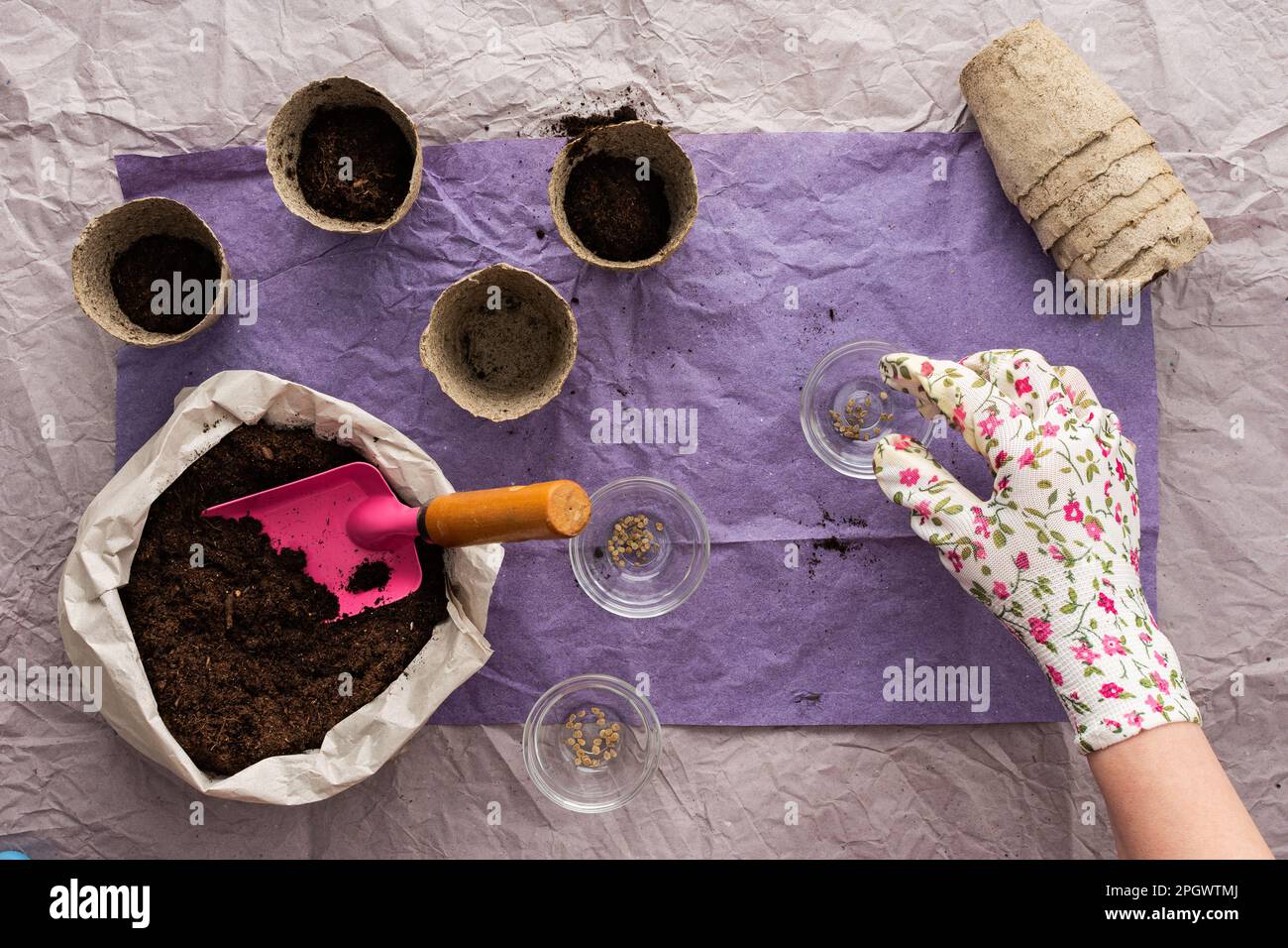 Planting seedlings of tomatoes, female hand with seeds, top view on a table with eco-friendly pots and a bag with earth Stock Photo