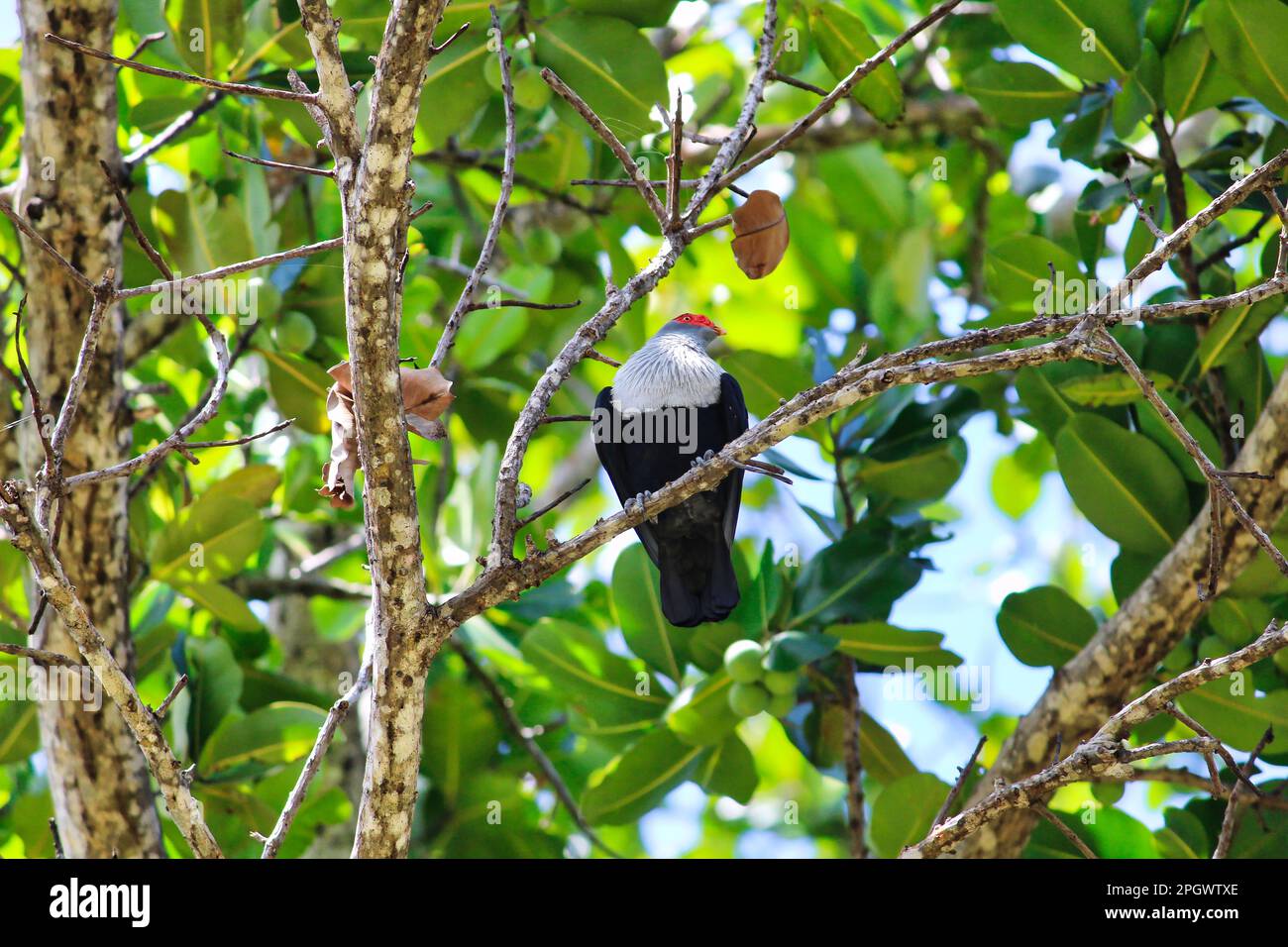 Printable Pictures Of Seychelles Blue Pigeons