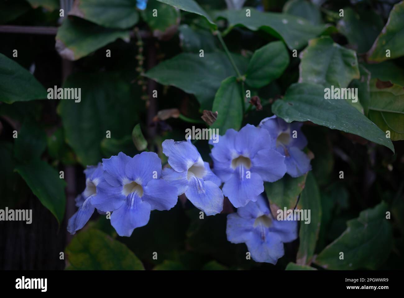 Mauve blue flowers closeup of bengal trumpet or Thunbergia grandiflora Stock Photo