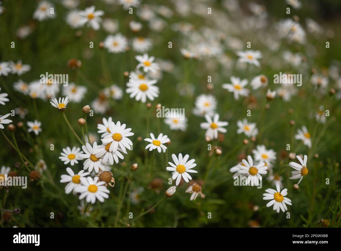 Mostly blurred Canary Island Marguerite or Dill Daisy yellow and white