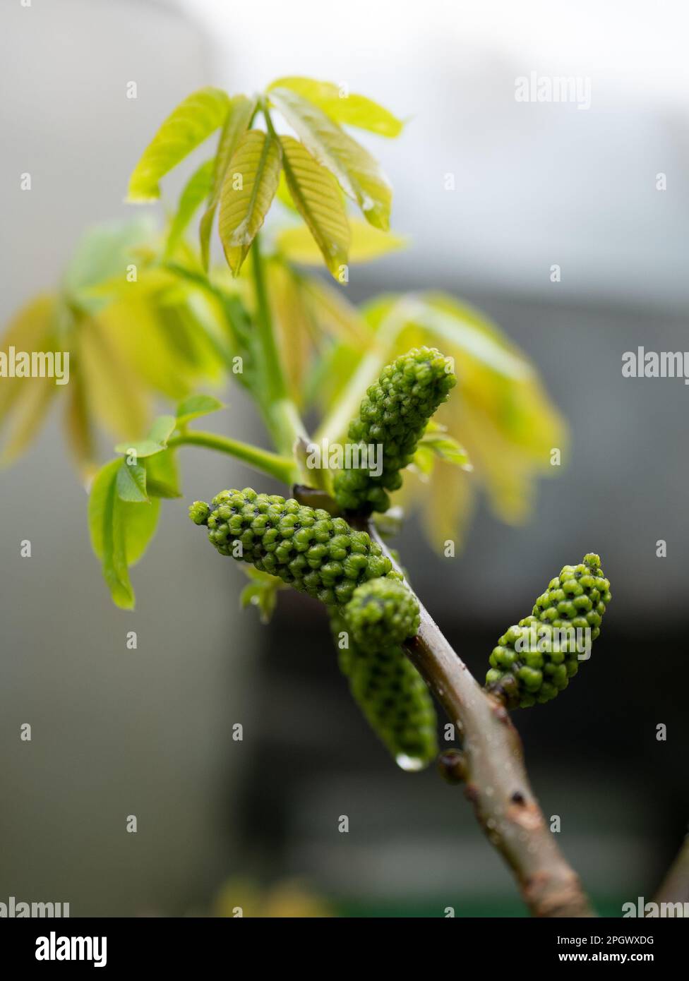 Walnut ovaries in the floral stage, selective focus. Young European ...