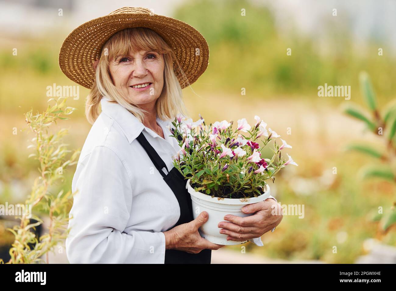 Posing with pot of flowers in hands. Senior woman is in the garden at ...