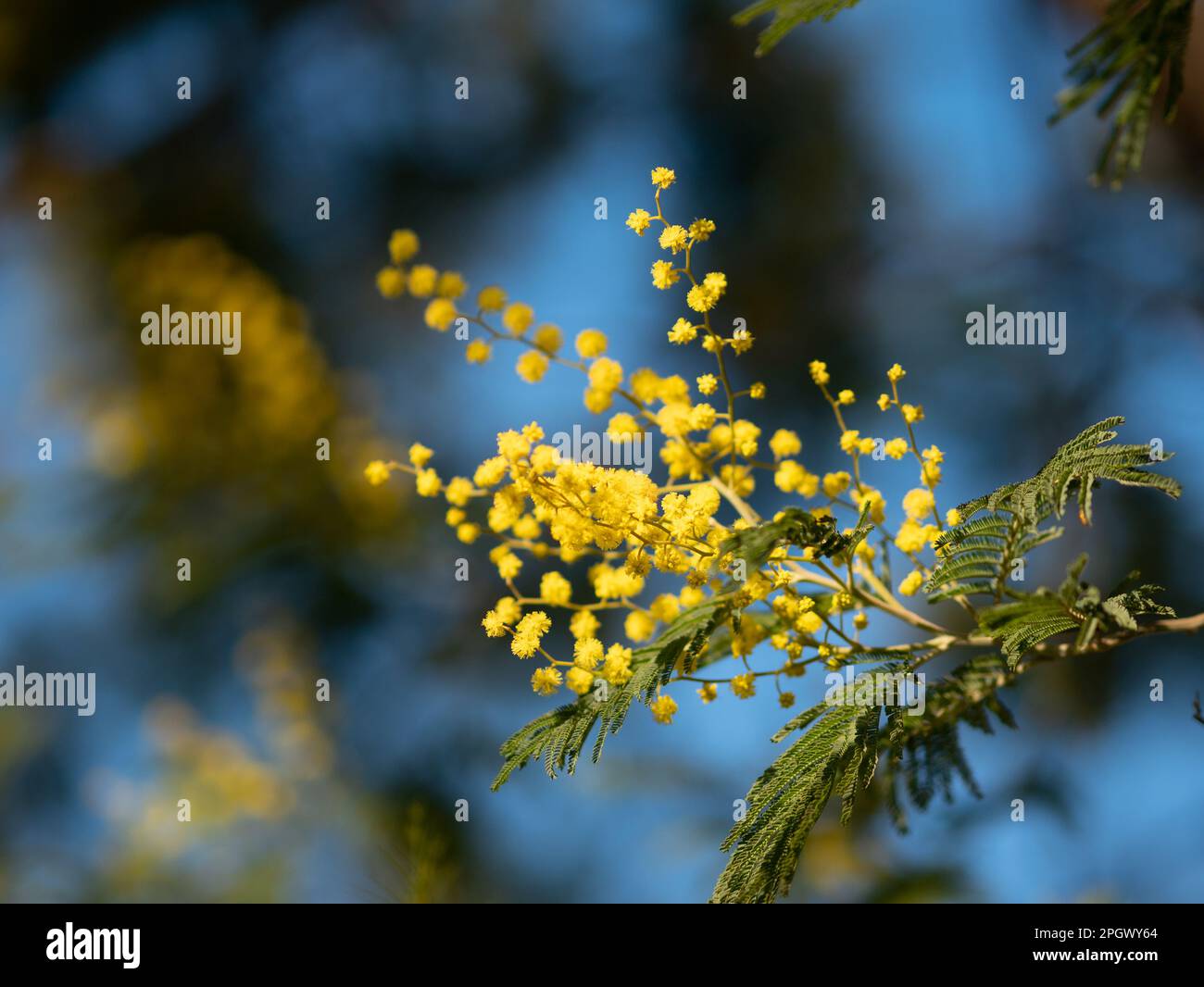 Beautiful bright yellow hairy mimosa flowers close-up. Blooming mimosa tree in early spring waves on wind. Sunny spring day. Acacia dealbata. Fluffy f Stock Photo