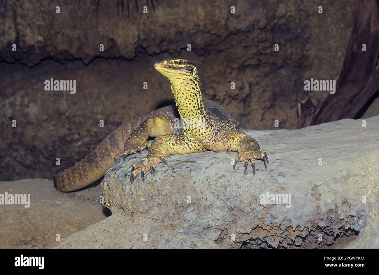 The sand goanna (Varanus gouldii) is a species of large Australian monitor lizard, also known as Gould's monitor, sand monitor, or racehorse goanna. Stock Photo