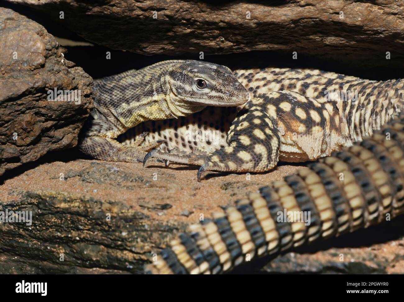 The spiny-tailed monitor, a somewhat small monitor lizard Stock Photo