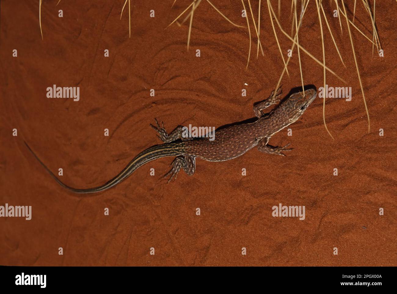 The rusty desert monitor (Varanus eremius)[4] is a species of small monitor lizards native to