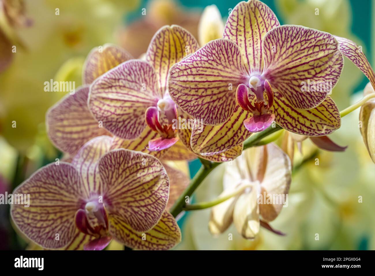 Beautiful orchids at the Fuqua Orchid Center at Atlanta Botanical Garden in Midtown Atlanta, Georgia. (USA) Stock Photo