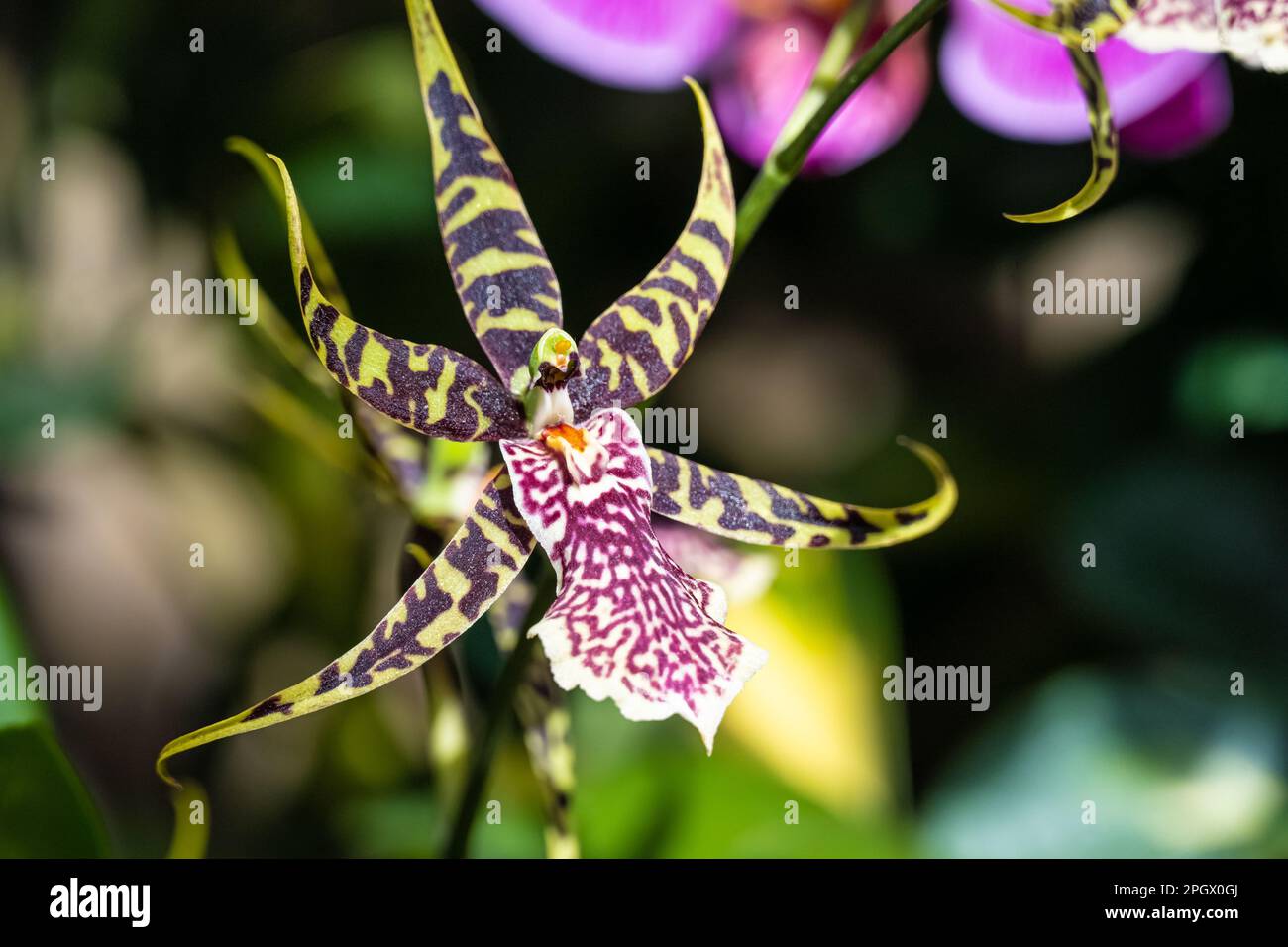 Dancing Lady orchid at the Fuqua Orchid Center at the Atlanta Botanical Garden in Midtown Atlanta, Georgia. (USA) Stock Photo