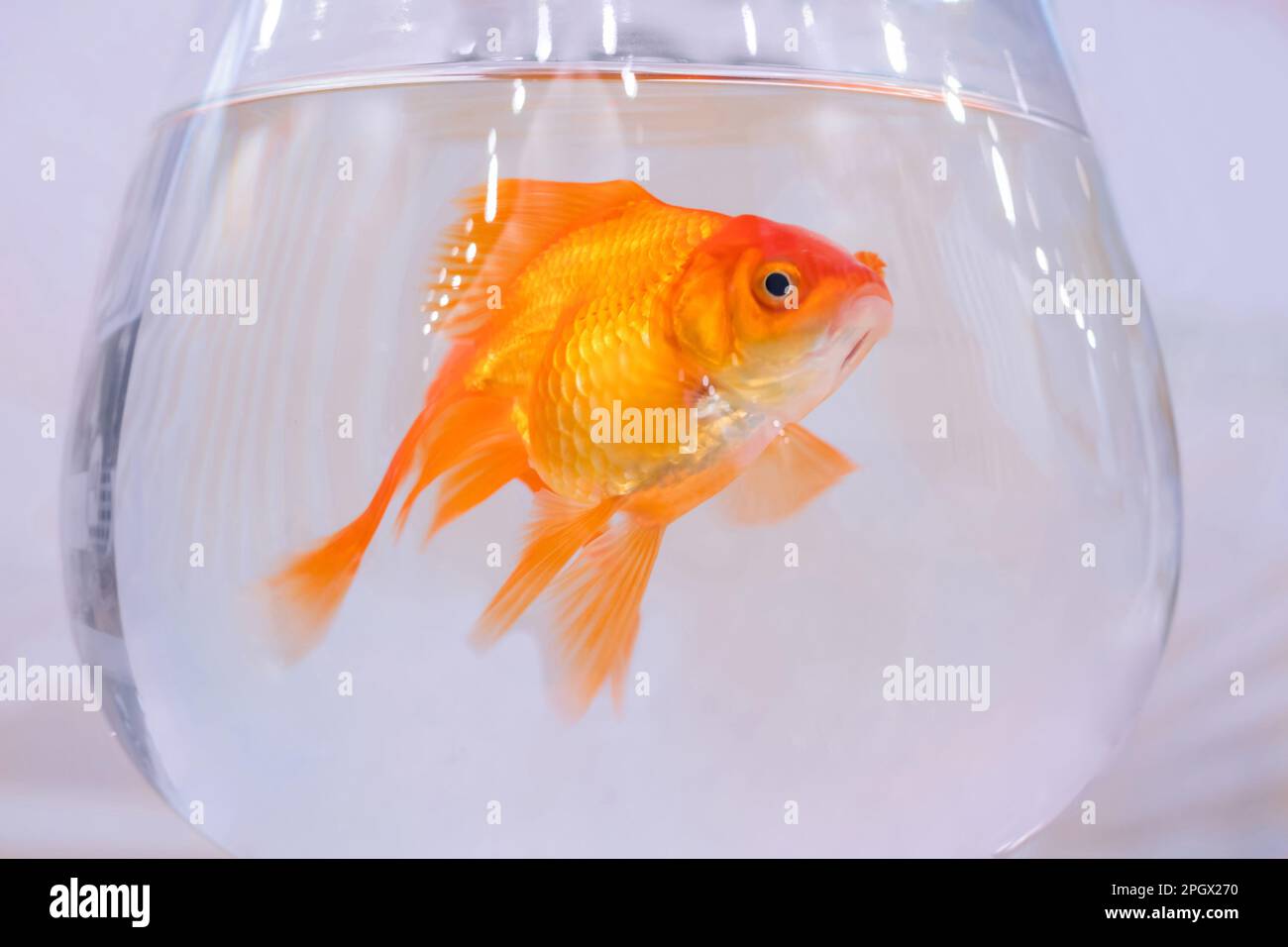 Curated visual reference: Visual Reference: Goldfish Swimming Around In Glass Bowl Aquarium Close Up Stock