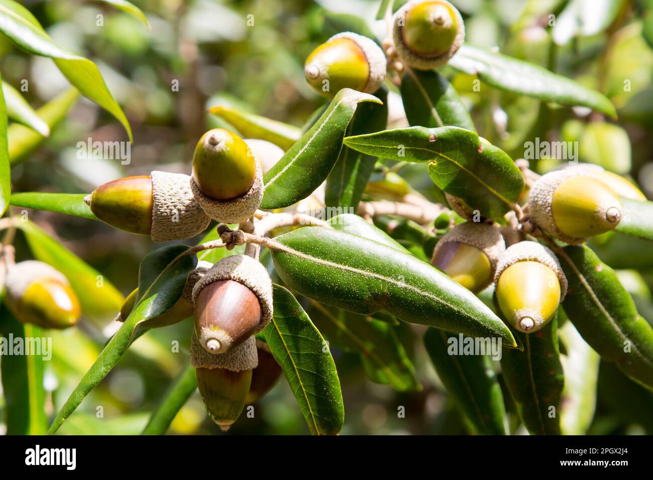 Leaves and fruit acorns of holly oak or holm oak, Quercus ilex, family fagaceae, Italy Stock Photo