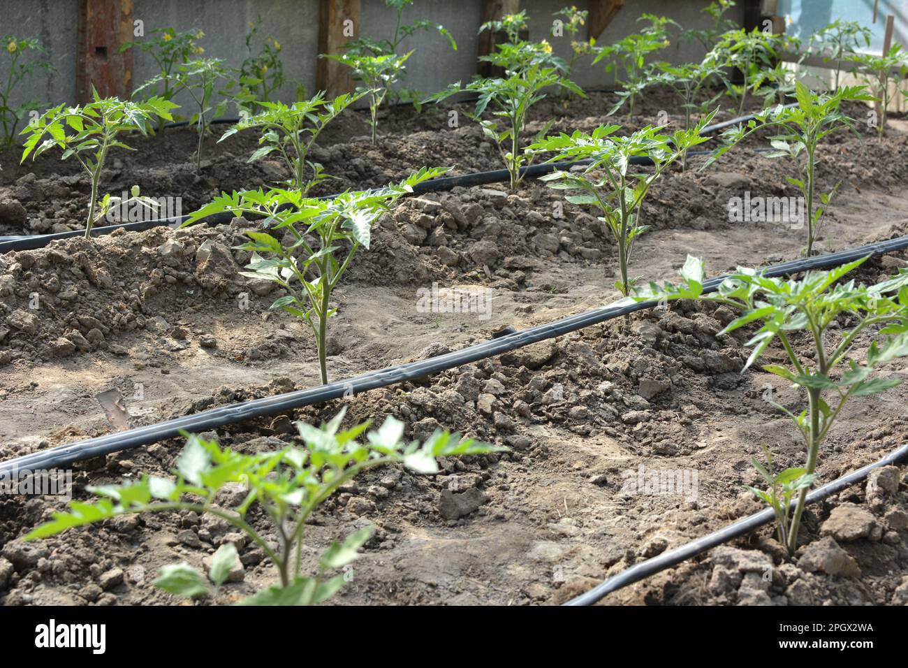Greenhouse with drip irrigation when growing tomatoes in organic soil