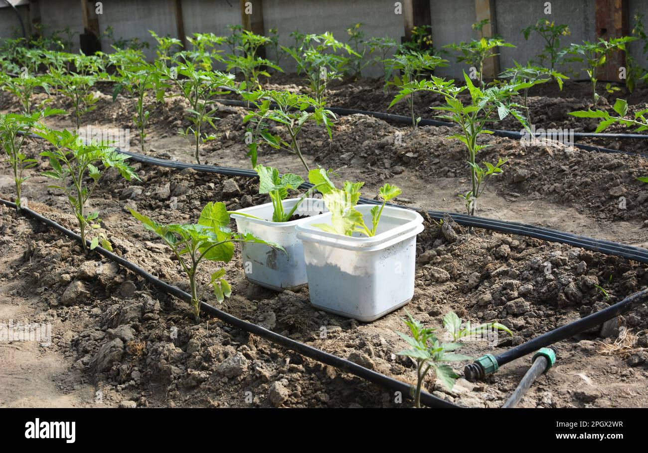 Greenhouse with drip irrigation when growing tomatoes in organic soil