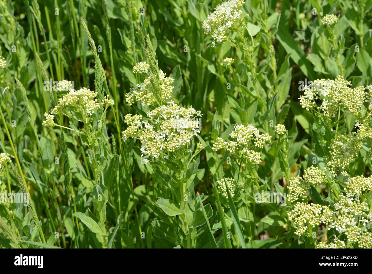 Lepidium draba grows among grasses in the wild Stock Photo