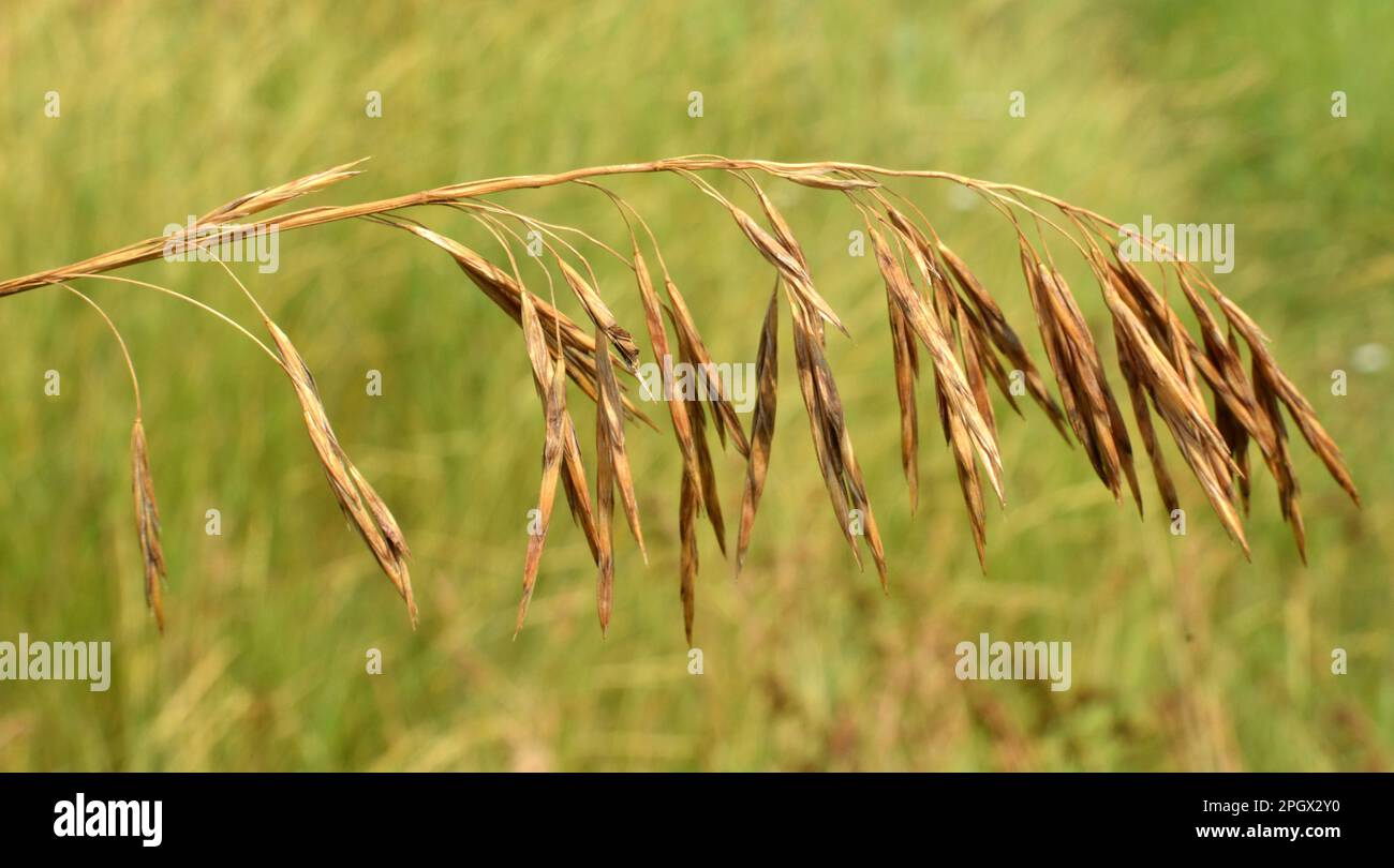 Cereal grass bromus grows in the wild Stock Photo