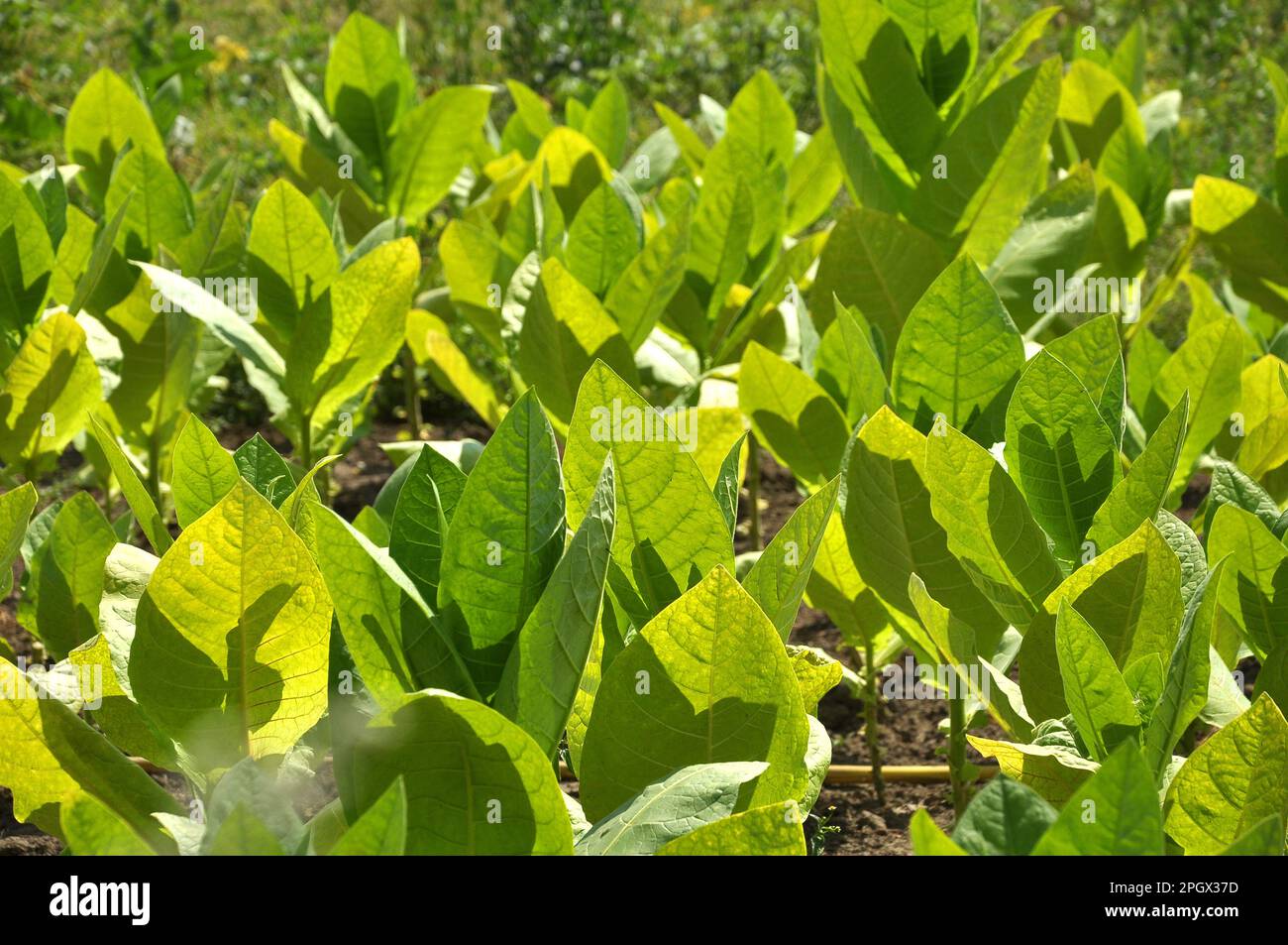 us tobacco farms Teens of the Tobacco Fields: Child Labor in United States Tobacco Farming