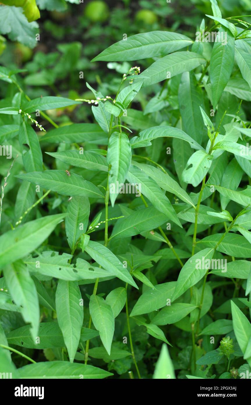 Persicaria hydropiper grows among grasses in the wild Stock Photo