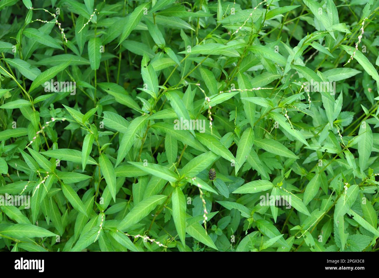 Persicaria hydropiper grows among grasses in the wild Stock Photo