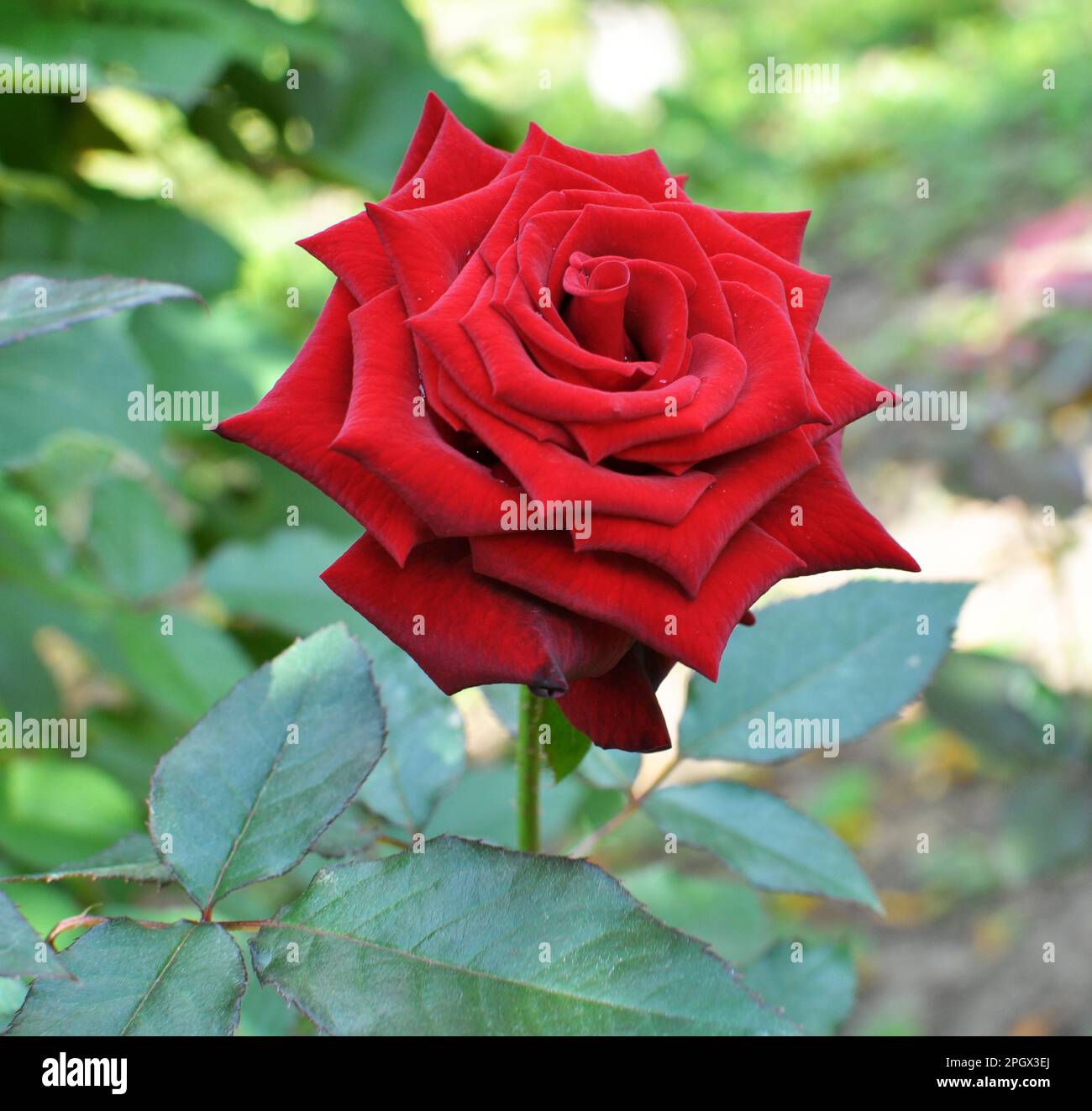 Summer flowering garden roses hi-res stock photography and images - Alamy