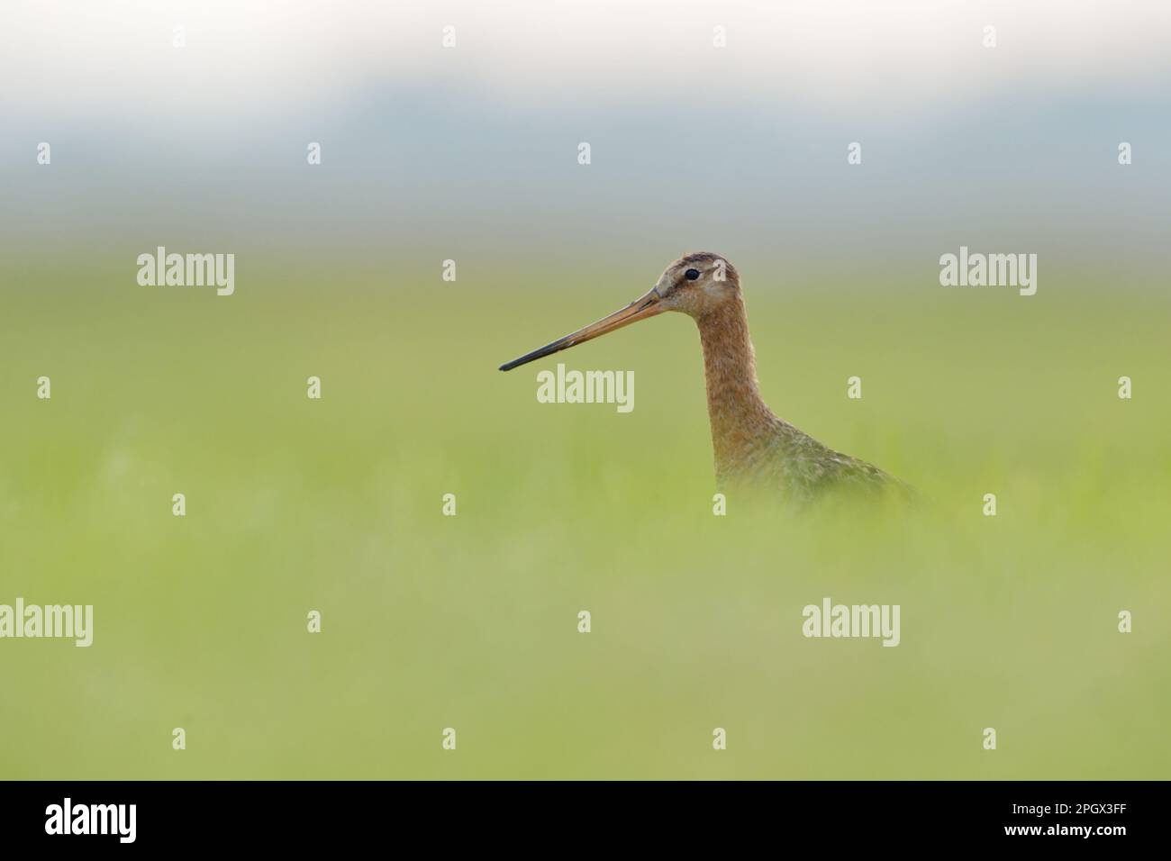 in soft surrounding... Black-tailed Godwit ( Limosa limosa ) hiding in high grass. Stock Photo