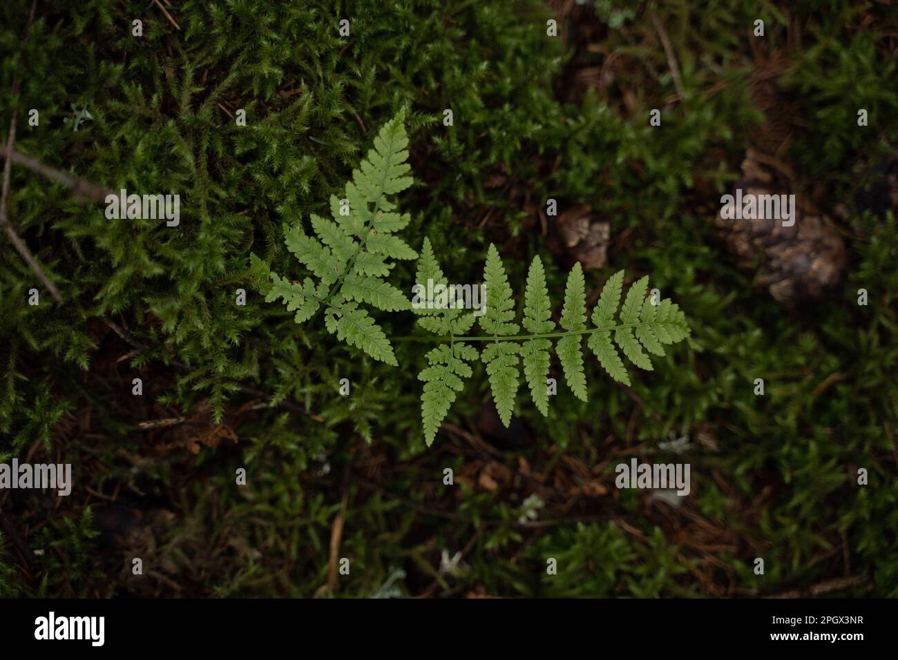 Lush growth environment hi-res stock photography and images - Alamy
