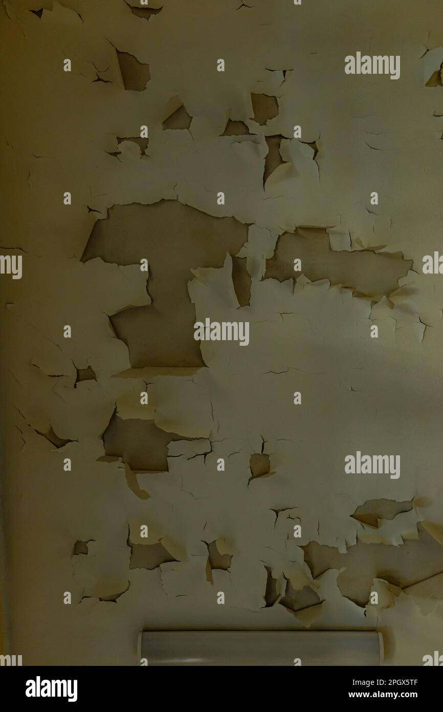 Old lacquer paint peeling out of wall in old abandoned hospital Stock
