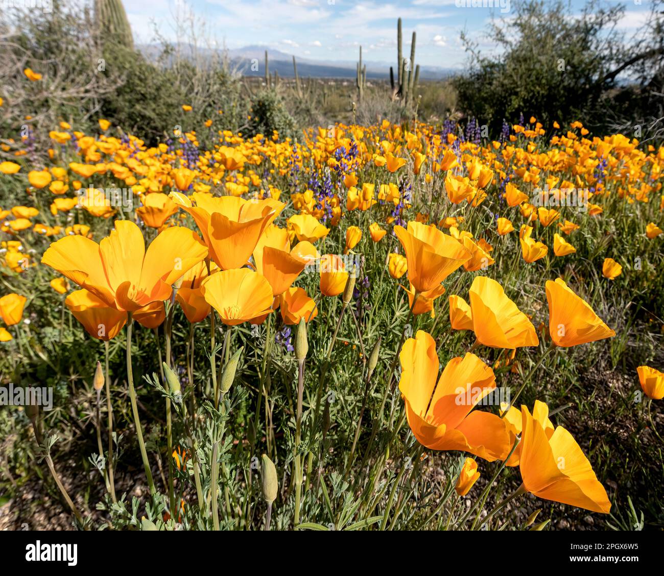 Gold poppies (Eschscholzia californica ssp. mexicana) blooming in McDowell Sonoran Preserve, Scottsdale, Arizona, USA. Spring 2023 bloom. Stock Photo
