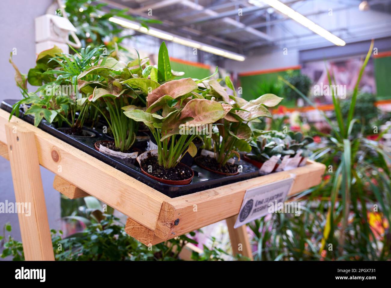Variety of plants in the garden store. Purchase and sale of plants