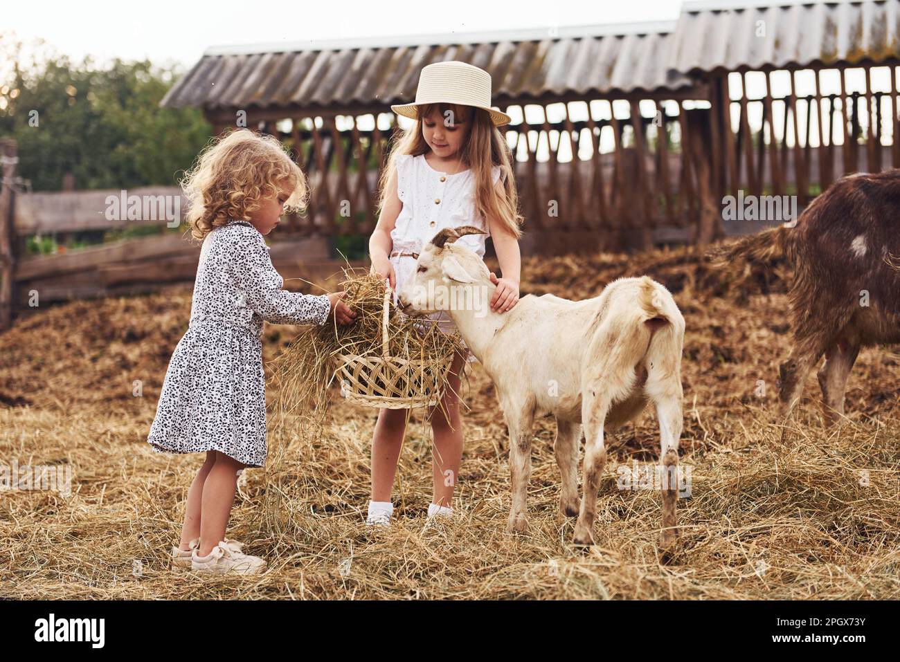 Two Little Girls Together On The Farm At Summertime Having Weekend With two-little-girls-together-on-the-farm-at-summertime-having-weekend-with