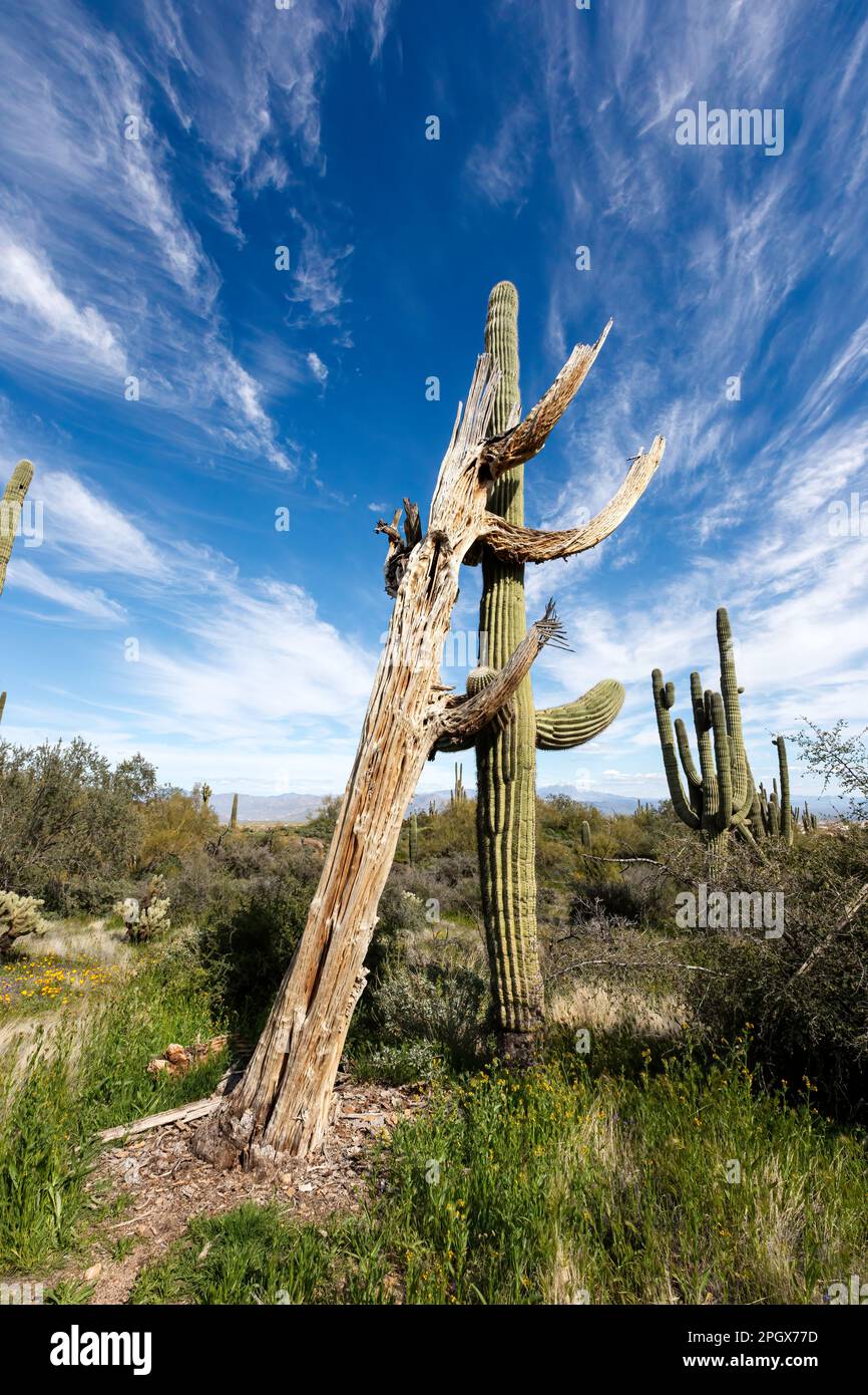 The skeleton of a dead Giant Saguaro (Carnegiea gigantea), leans against a living one, McDowell Sonoran Preserve, Scottsdale, Arizona, USA. Stock Photo