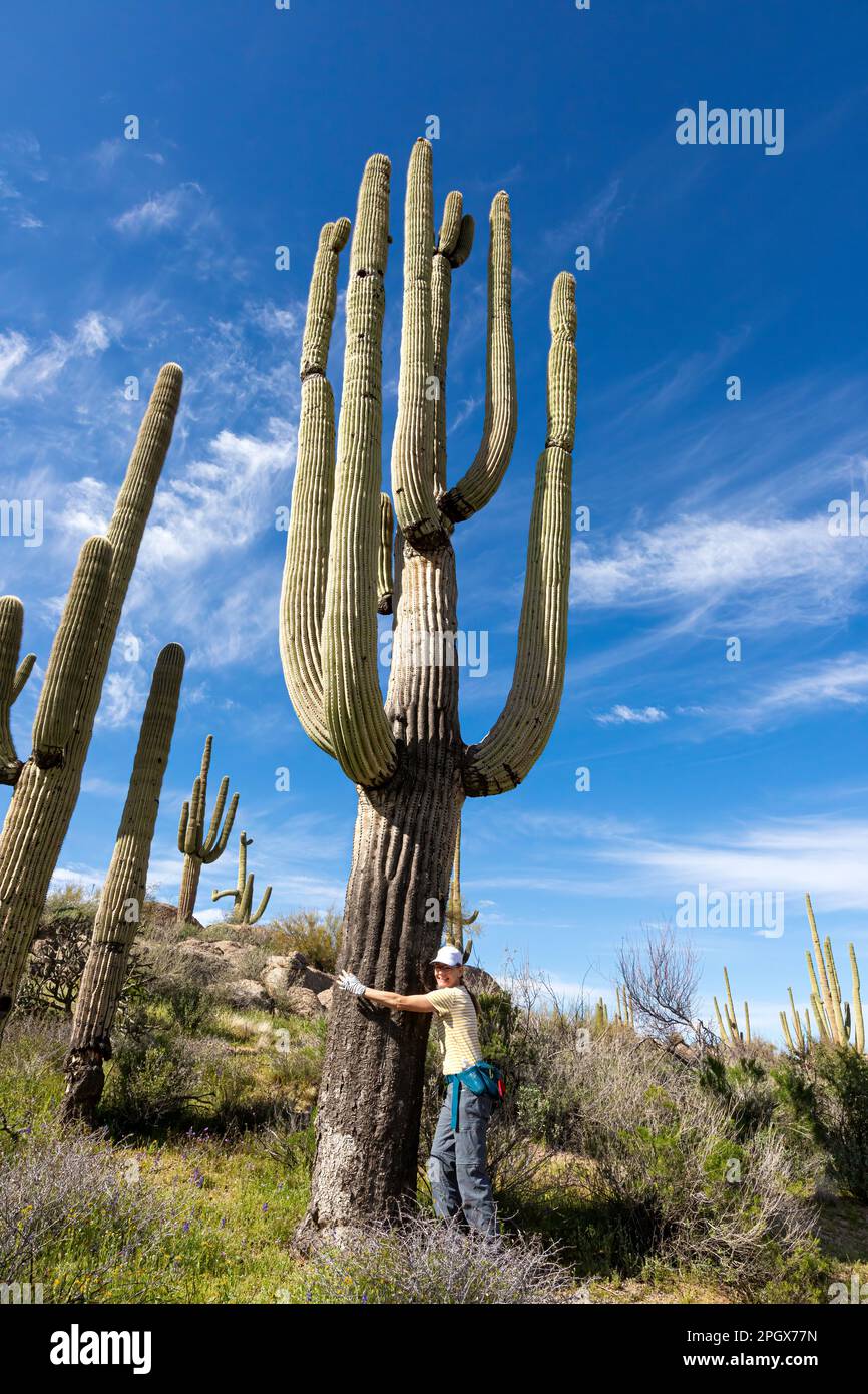 Woman mock hugs a Giant Saguaro (Carnegiea gigantea), McDowell Sonoran Preserve, Scottsdale, Arizona, USA. Stock Photo