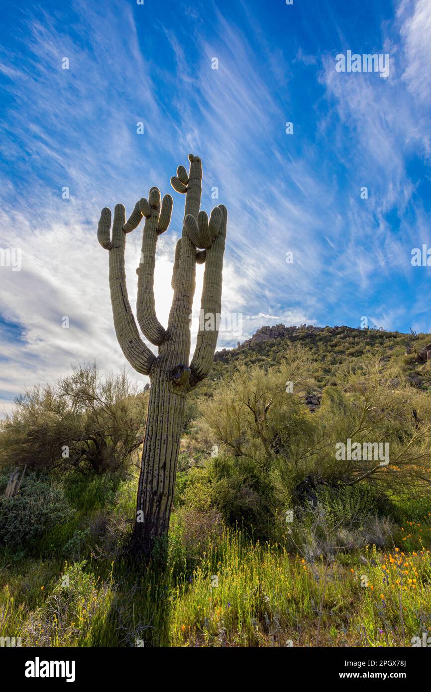 Giant Saguaro (Carnegiea gigantea), McDowell Sonoran Preserve, Scottsdale, Arizona, USA. Stock Photo