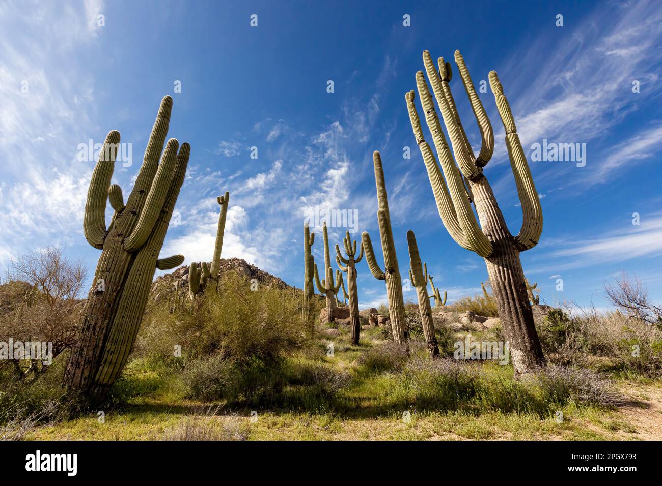 Stand of Giant Saguaros (Carnegiea gigantea), McDowell Sonoran Preserve, Scottsdale, Arizona, USA. Stock Photo