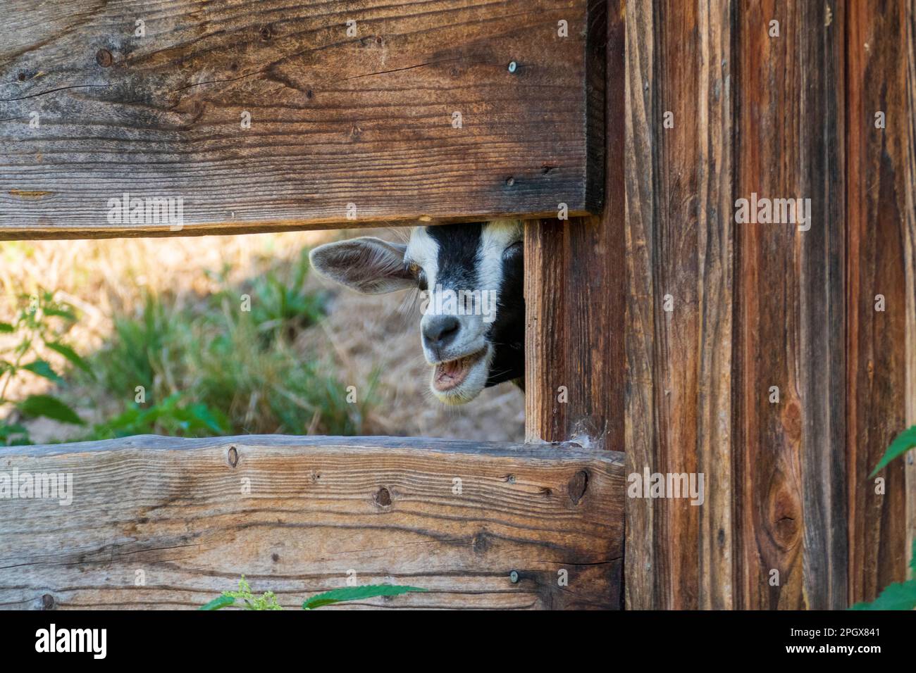 Junge Ziege, Zicklein versteckt sich hinter einem Zaun Stock Photo