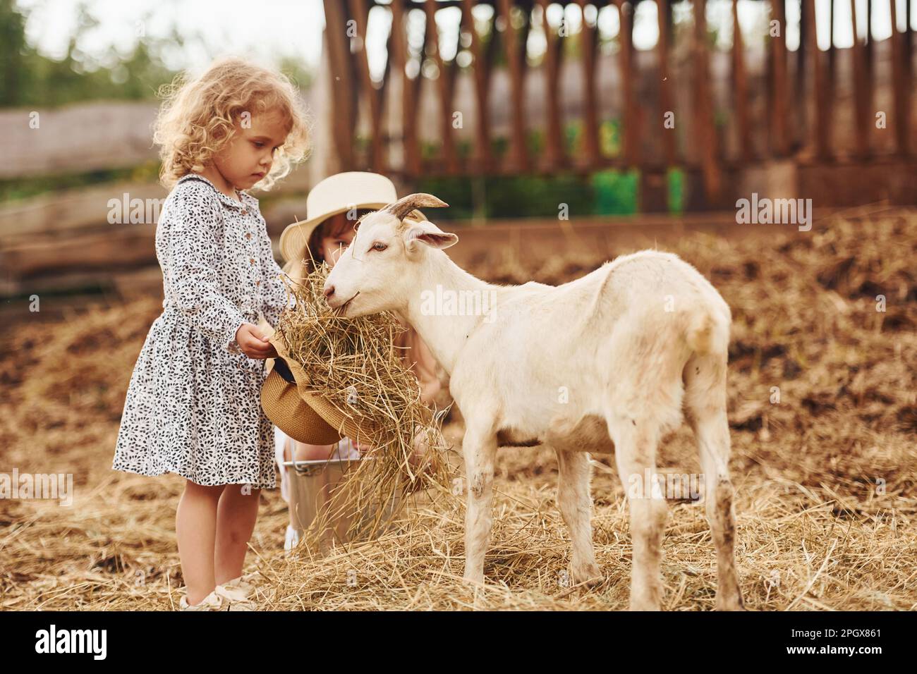 Feeding goats. Little girl in blue clothes is on the farm at summertime ...