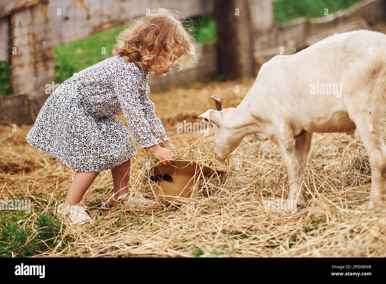 Feeding goats. Little girl in blue clothes is on the farm at summertime ...