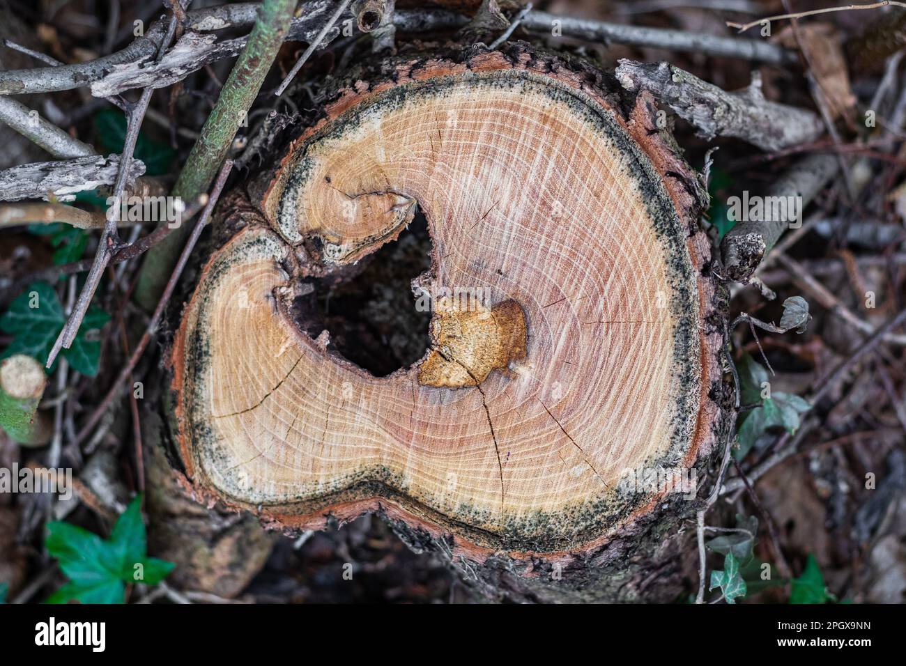 Cut tree trunk with circular cuts and hole inside the trunk. winter