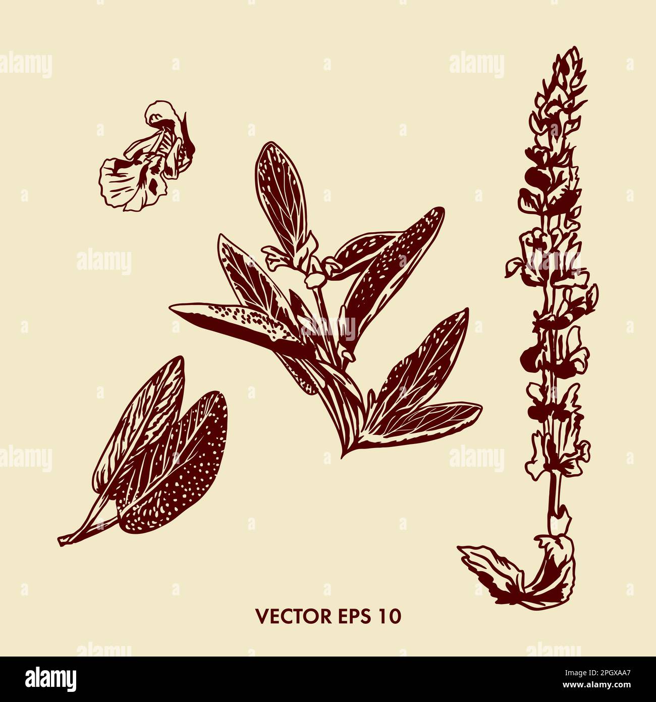 Botanical illustration of sage. Leaves, branch and flowers of sage